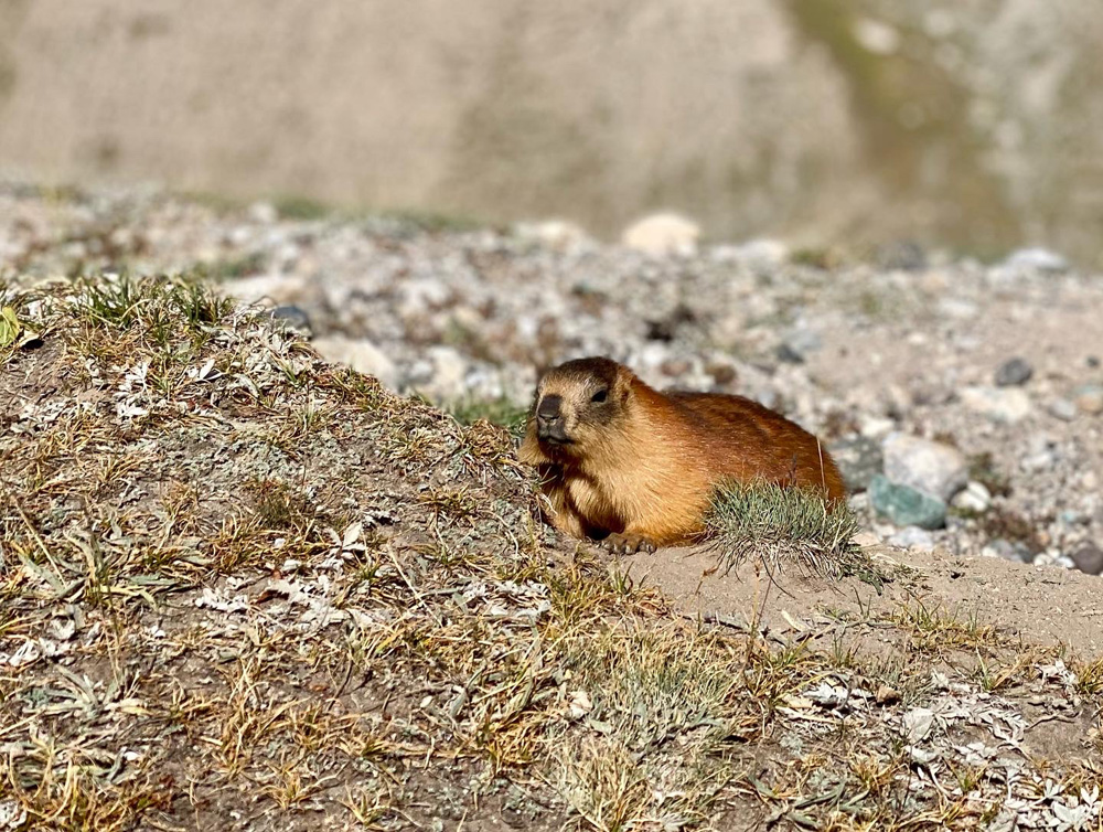 marmotte a longue queue pamir