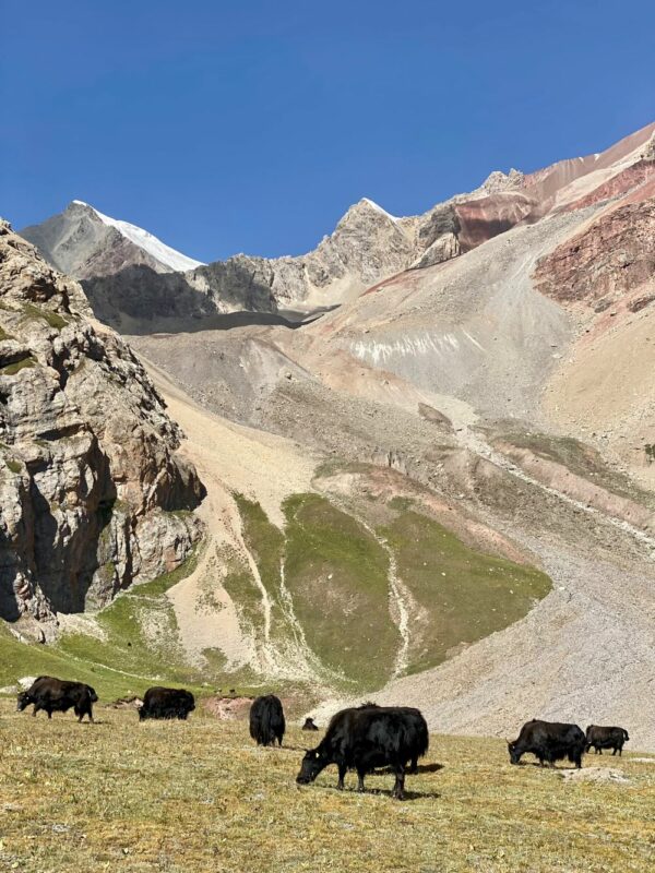 Trek à cheval dans les Monts Alaï depuis Osh, Kirghizistan