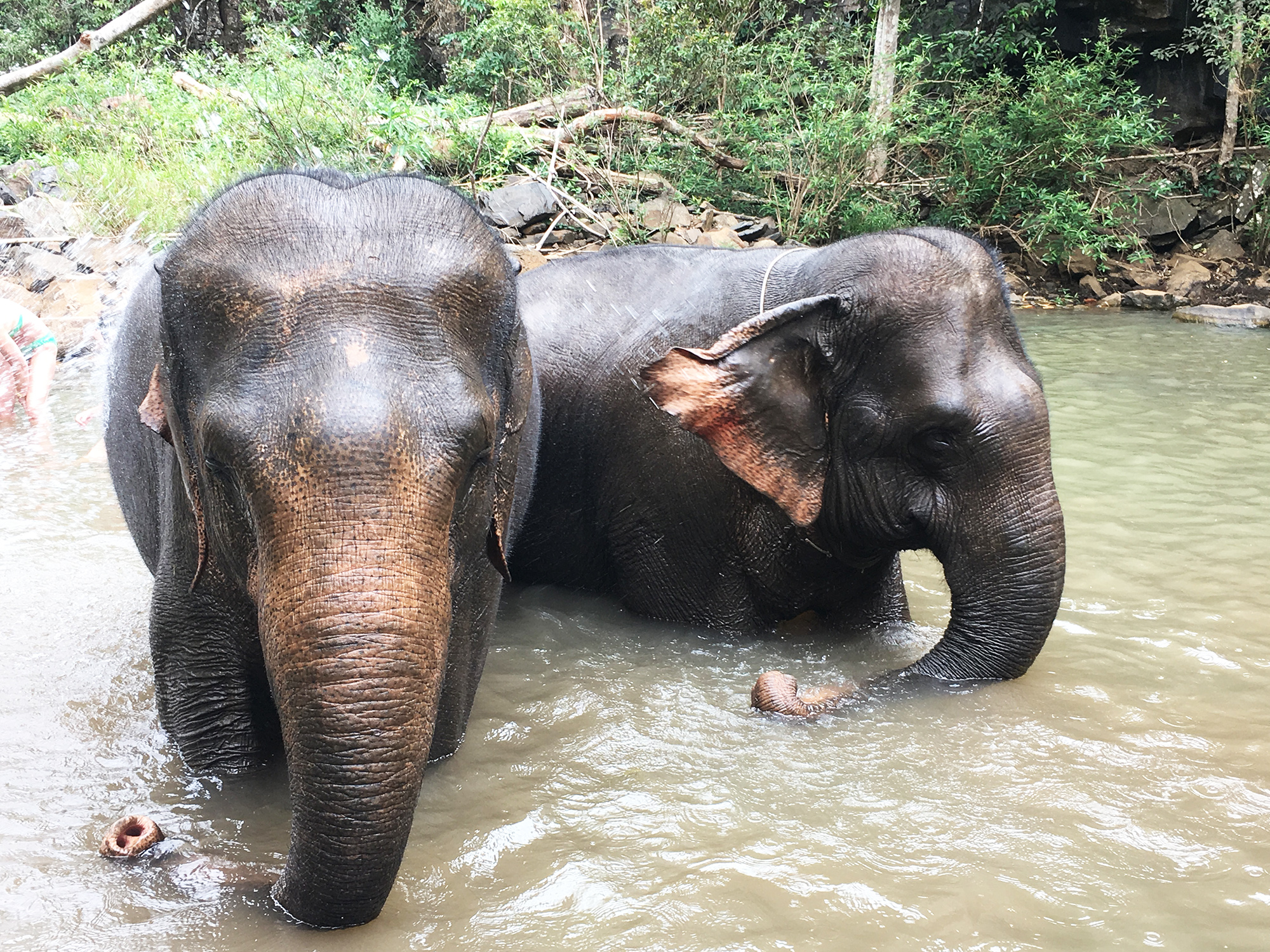 elephant dans la riviere