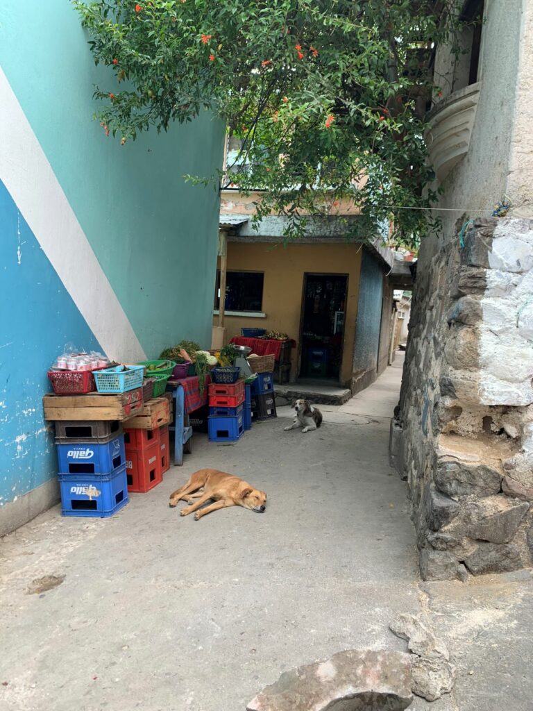 chien qui dort dans la rue à Santa Cruz la Laguna