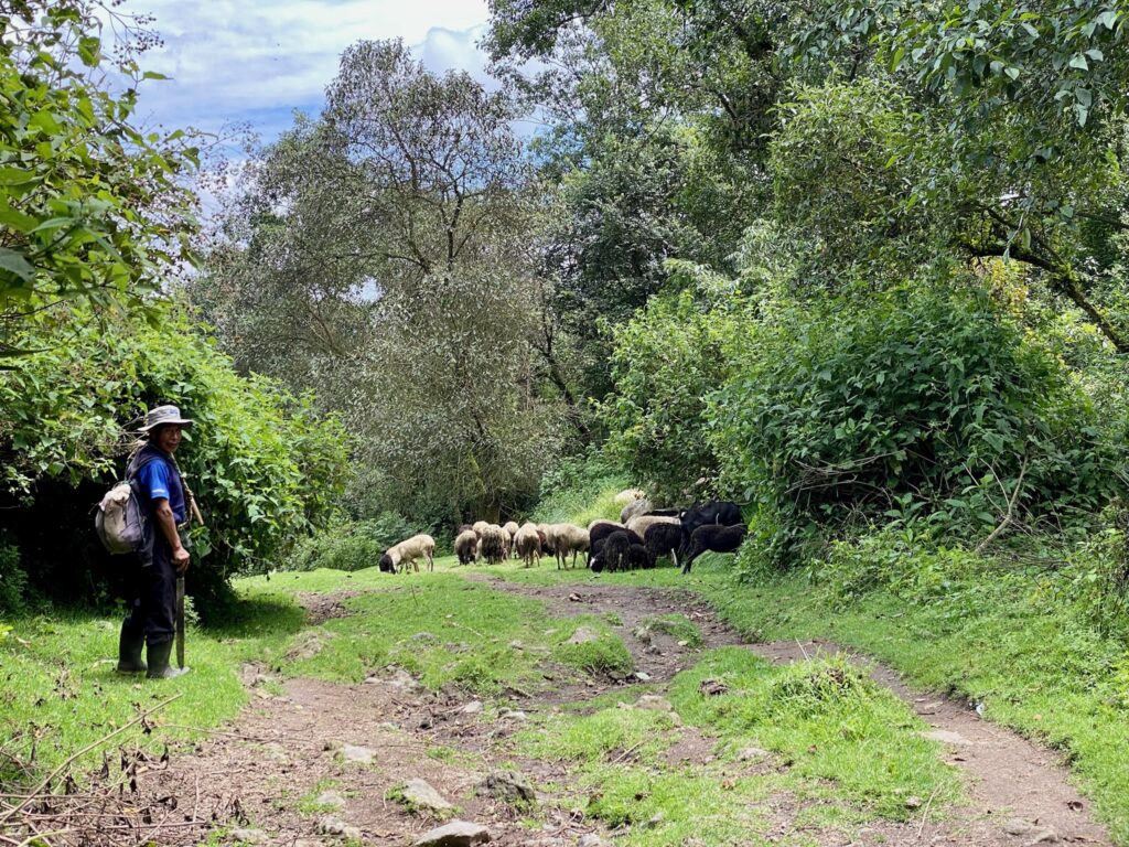 troupeau de mouton