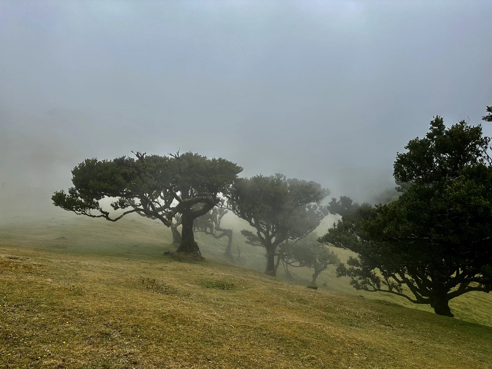 Foret de Fanal dans le brouillard