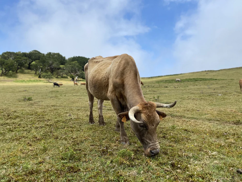 Vahce à la foret de Fanal