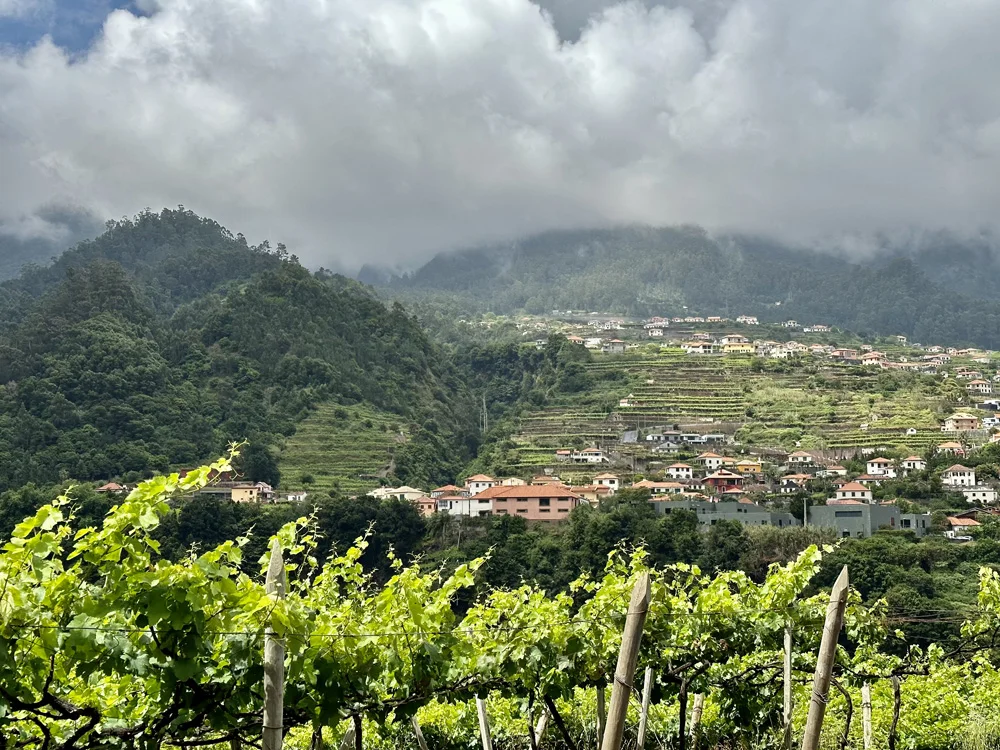 voyage à madere vignes