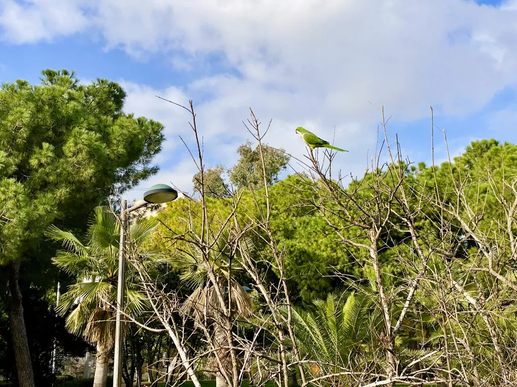 Cacatoès dans le Jardin Del Turia